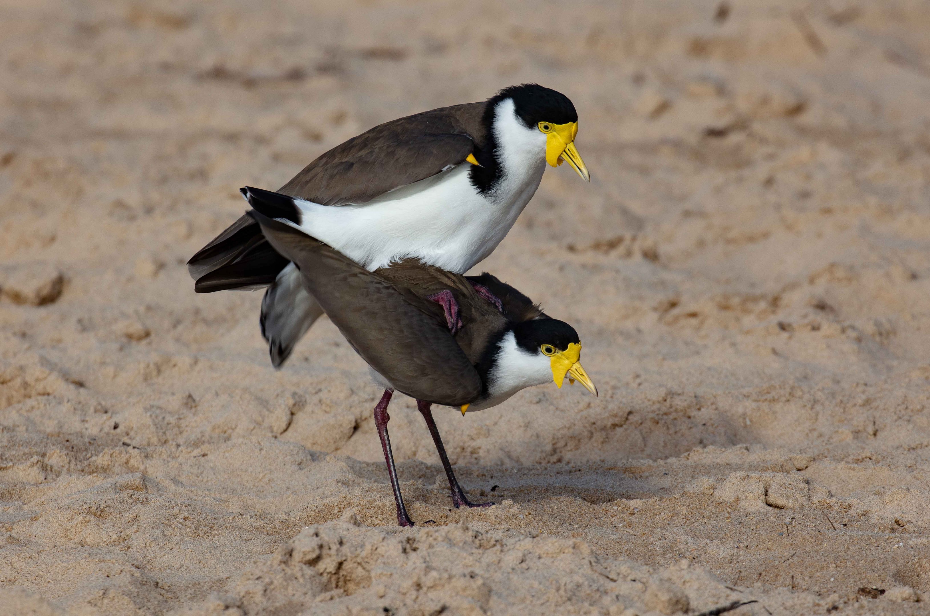 Masked Lapwings