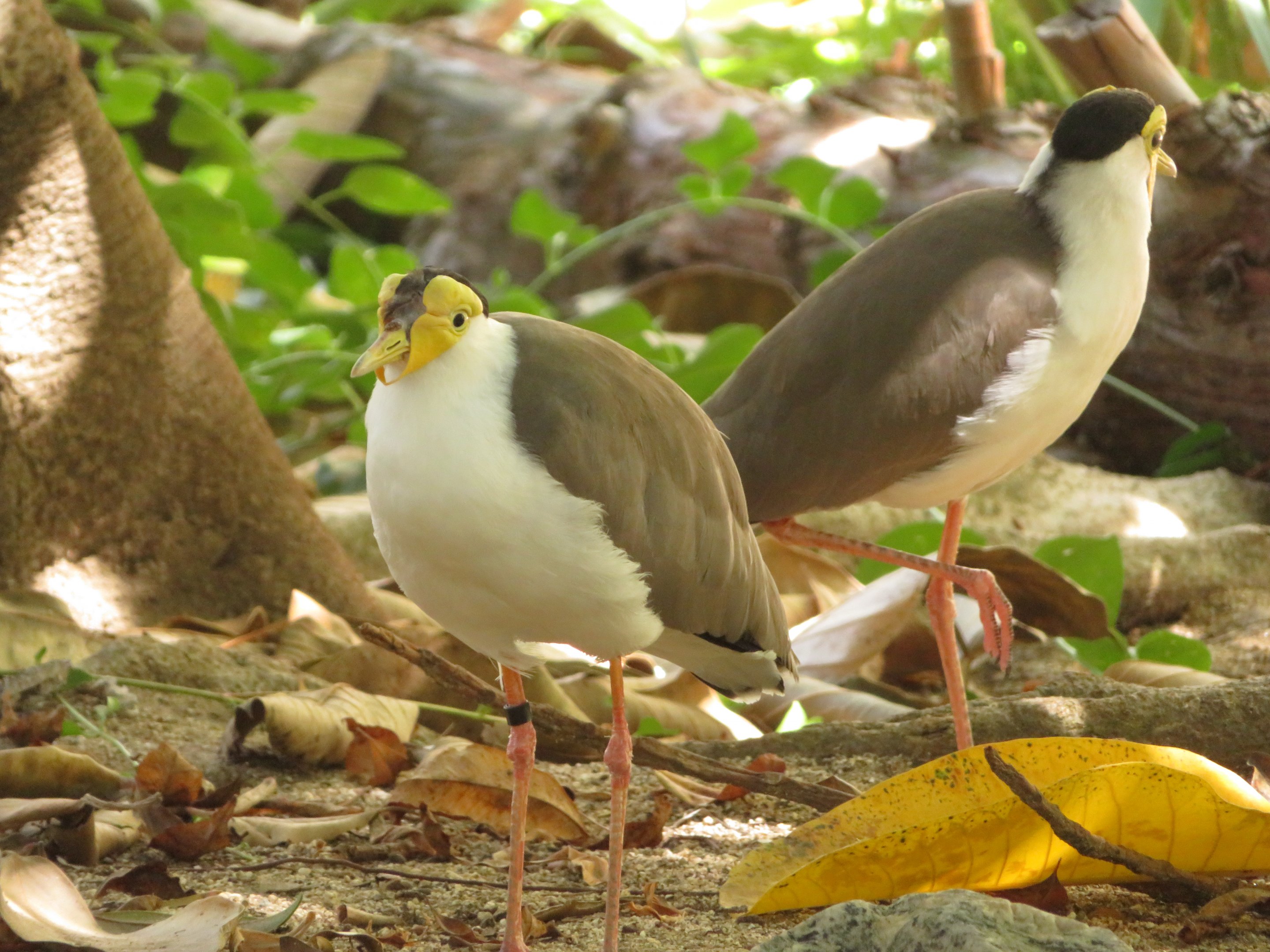 Masked Lapwings