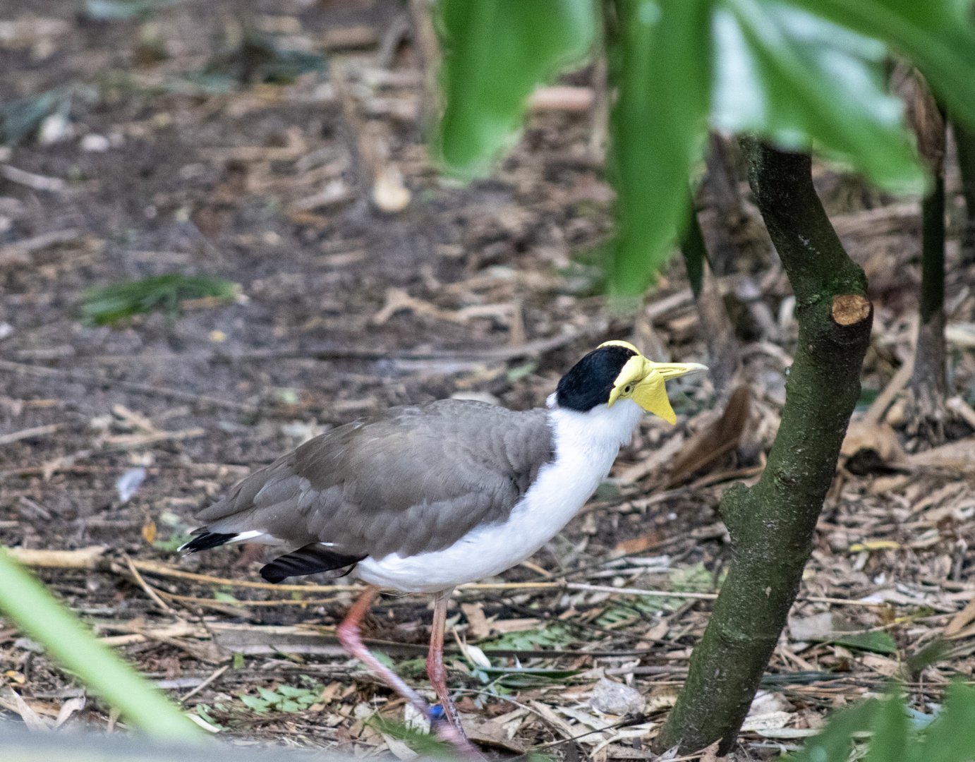 Masked Lapwings