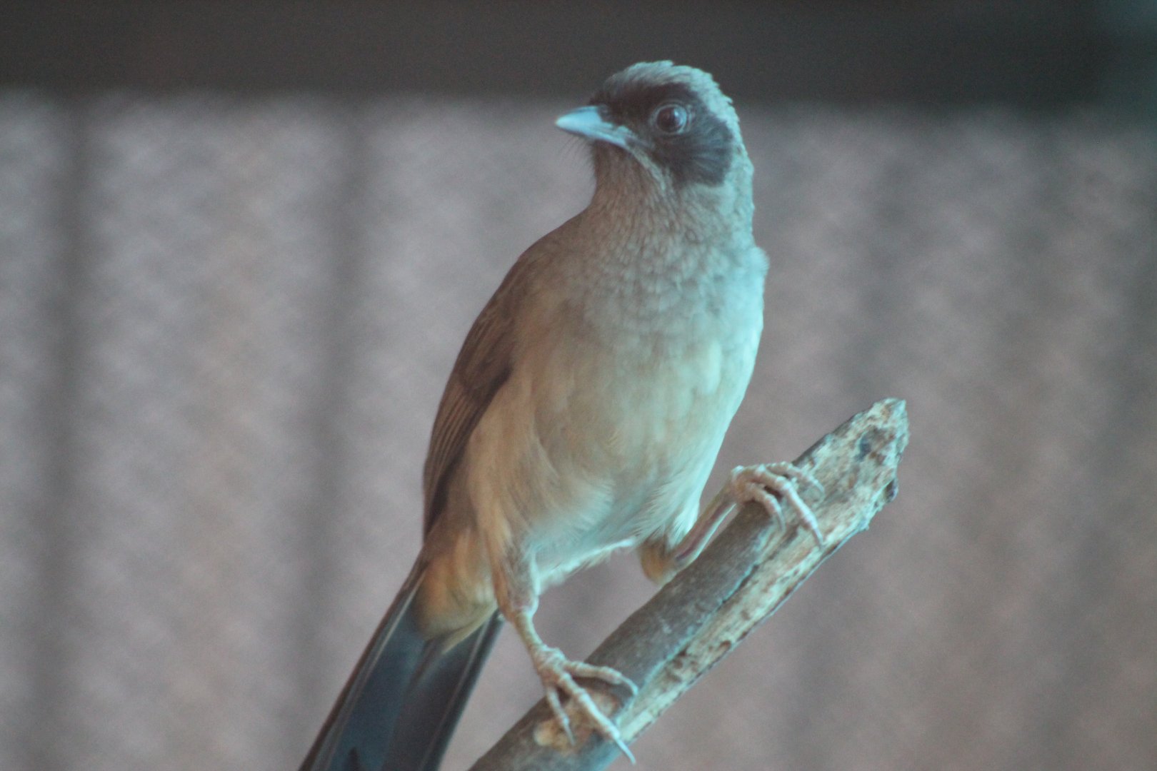 Masked Laughing-thrush (Garrulax perspicillata)