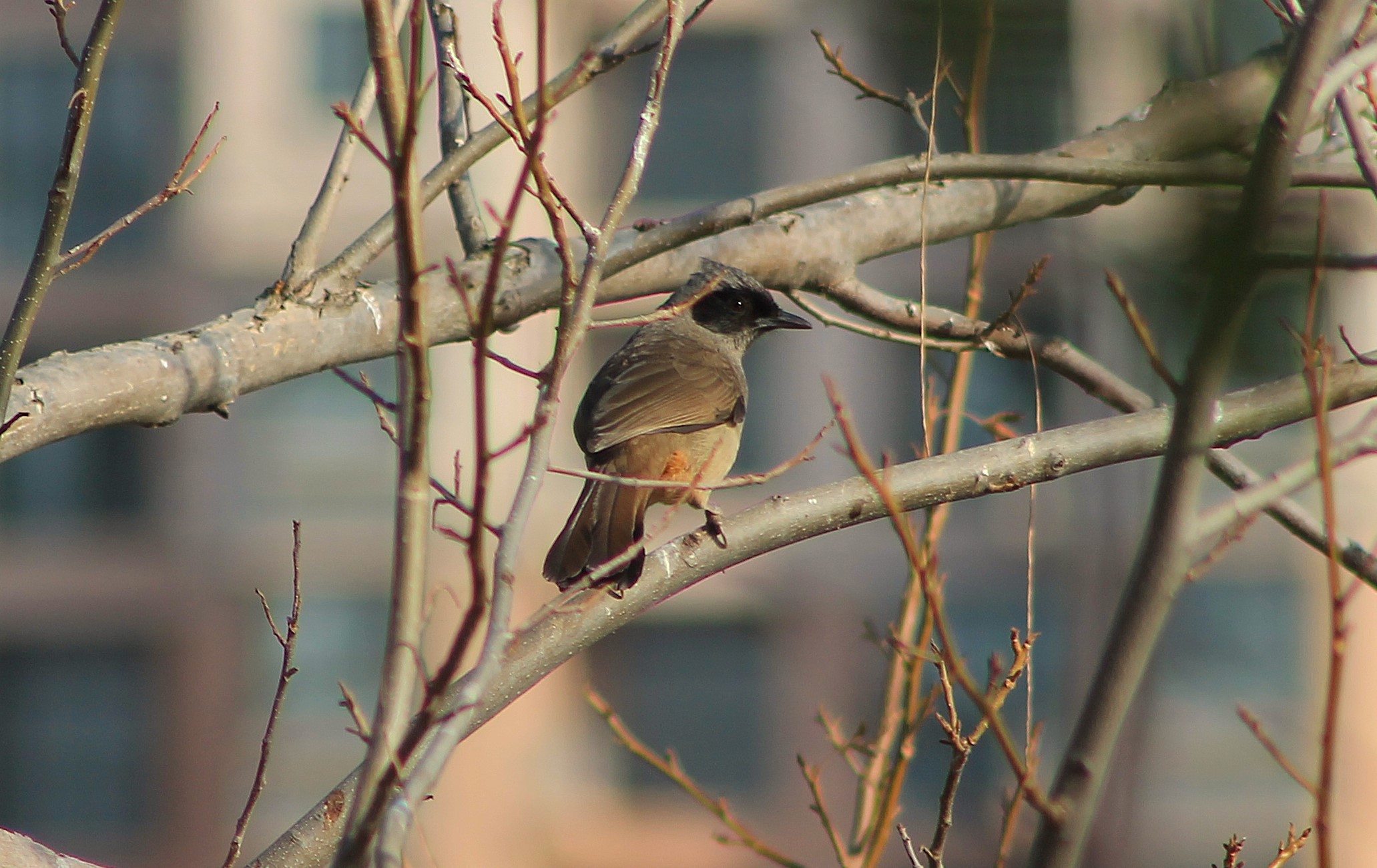 Masked Laughing Thrush (Pterorhinus perspicillatus)