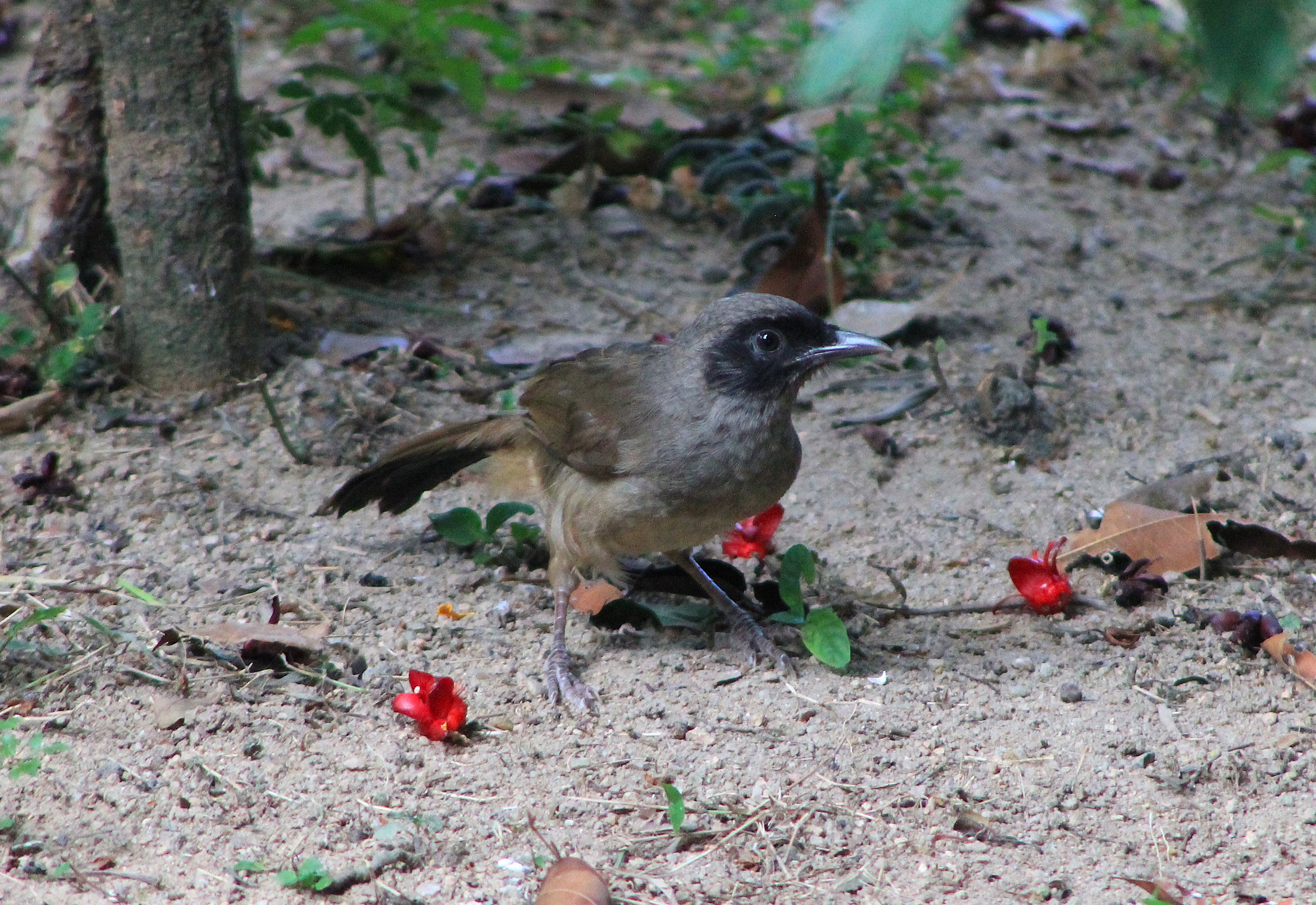 Masked Laughing Thrush (Pterorhinus perspicillatus)
