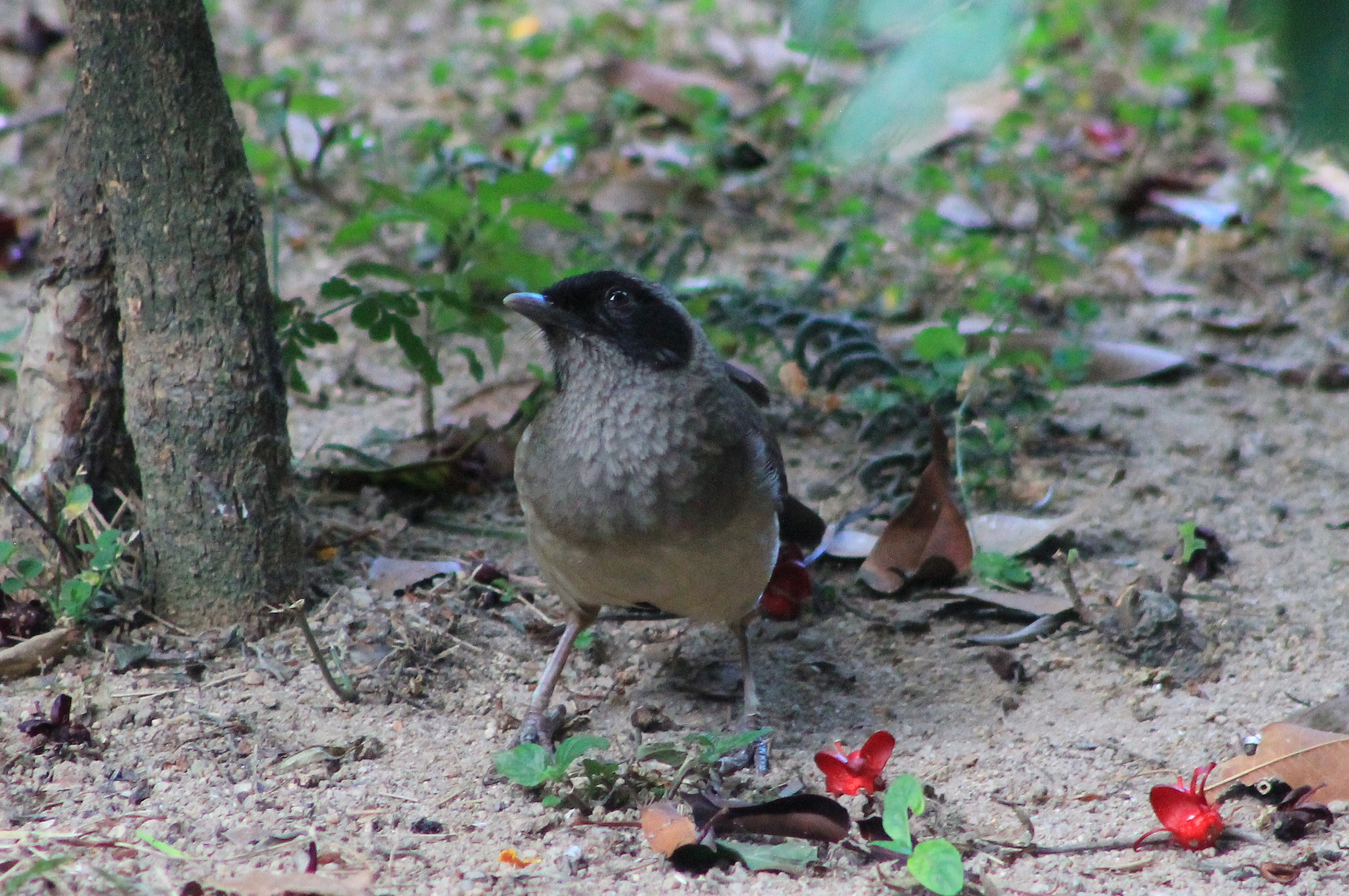 Masked Laughing Thrush (Pterorhinus perspicillatus)