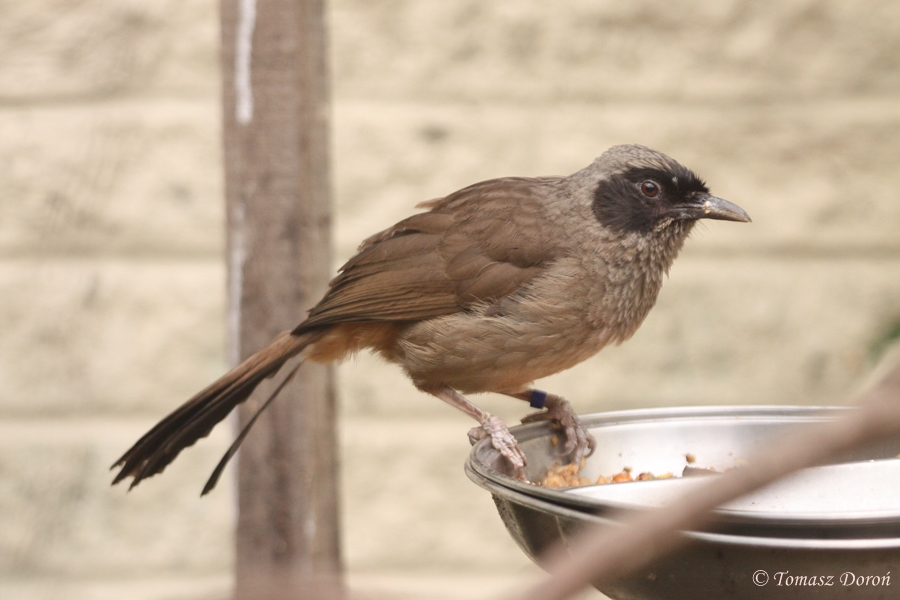 Masked Laughingthrush (Garrulax perspicillatus) at Paultons Park, May 2011