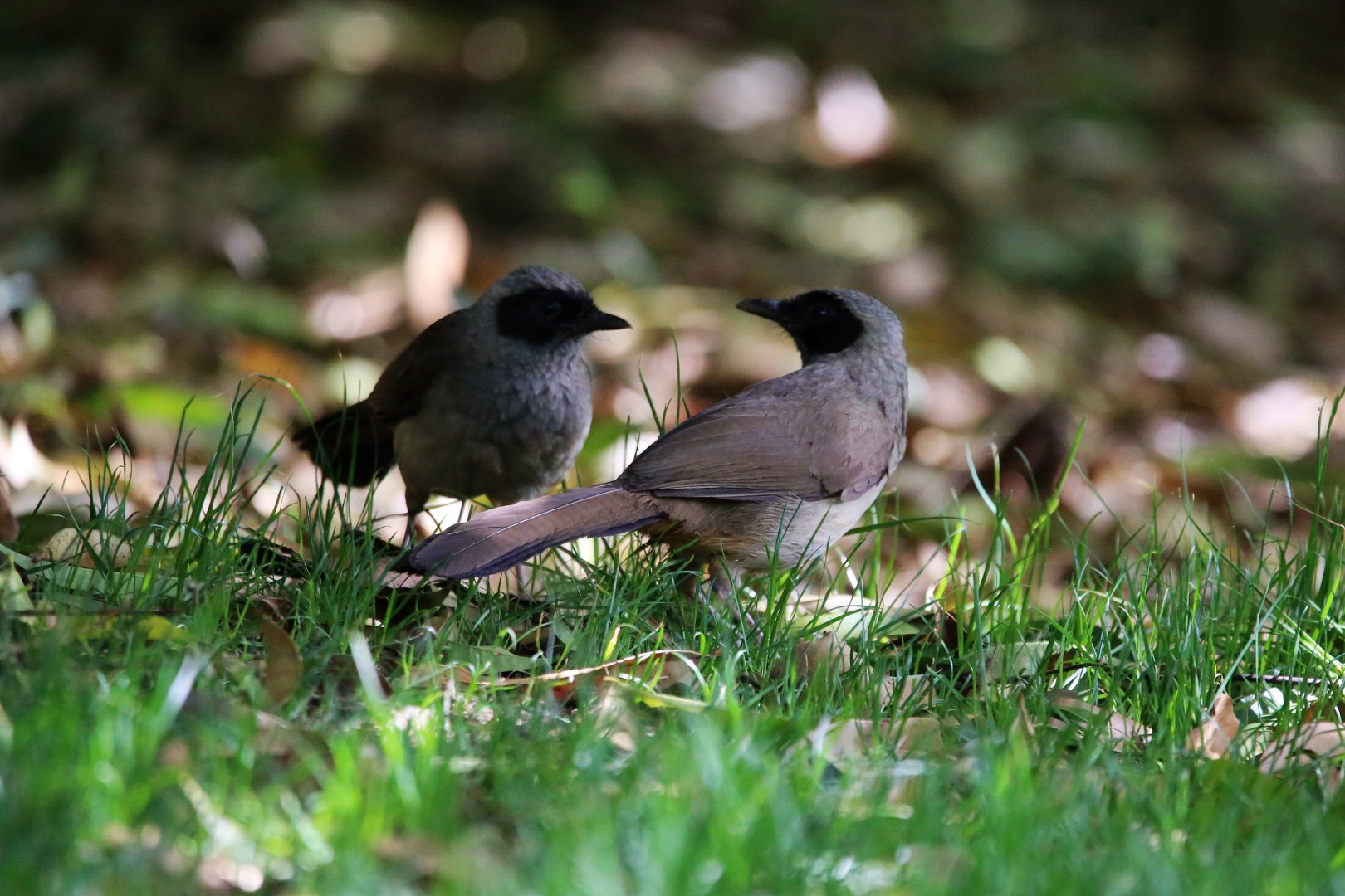 Masked Laughingthrush (Pterorhinus perspicillatus)