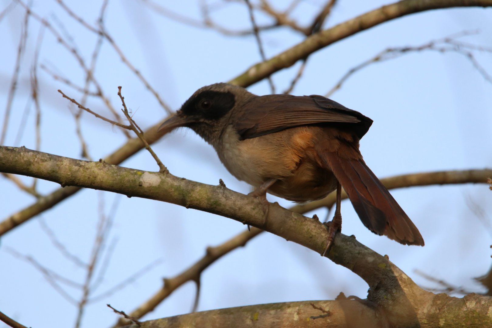 Masked Laughingthrush (Pterorhinus perspicillatus)