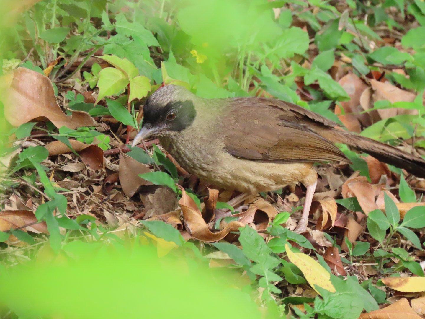 Masked laughingthrush