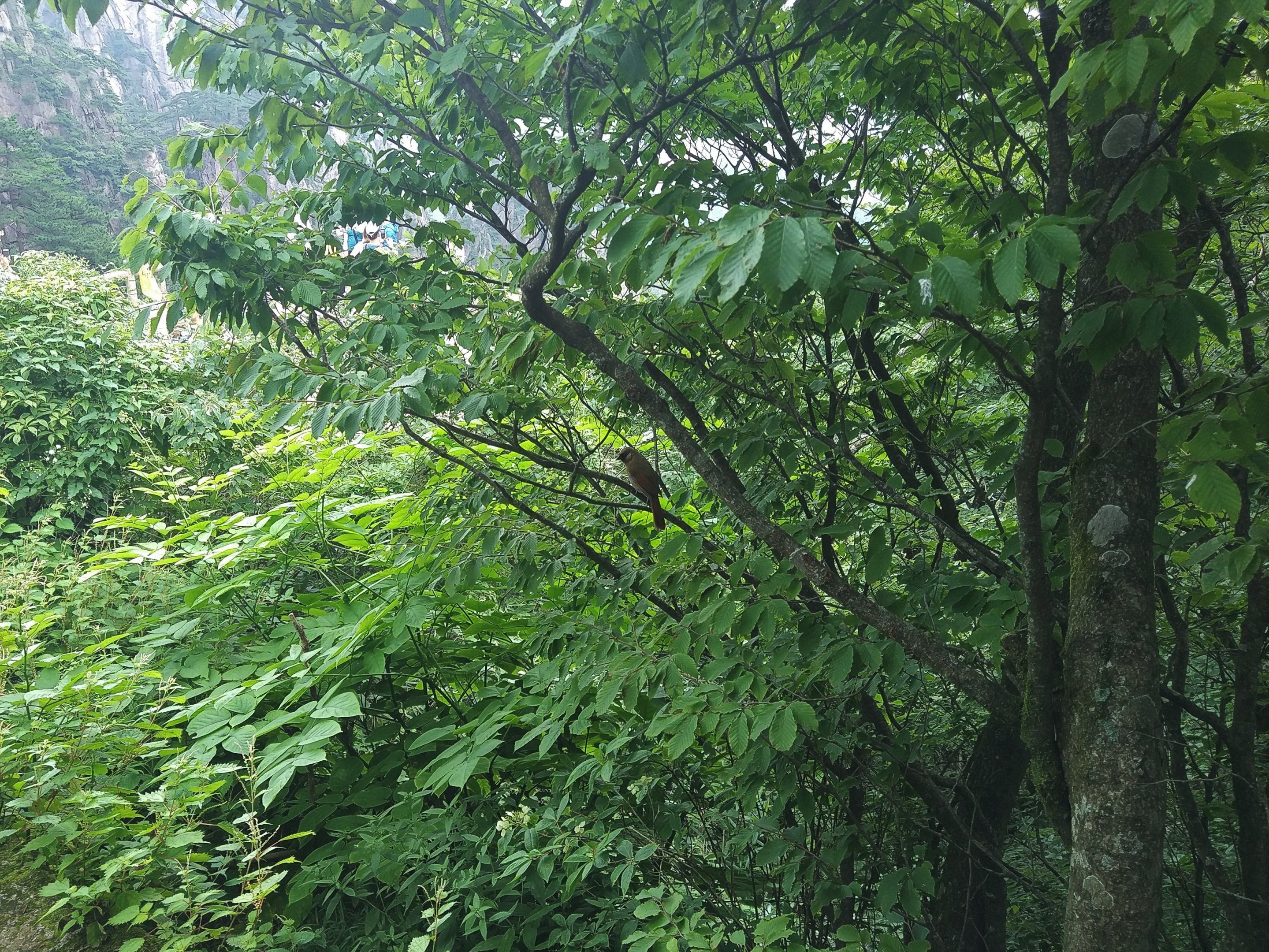 Masked Laughingtrush