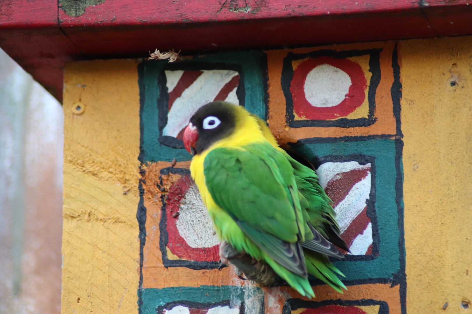 Masked Lovebird (Agapornis personatus)