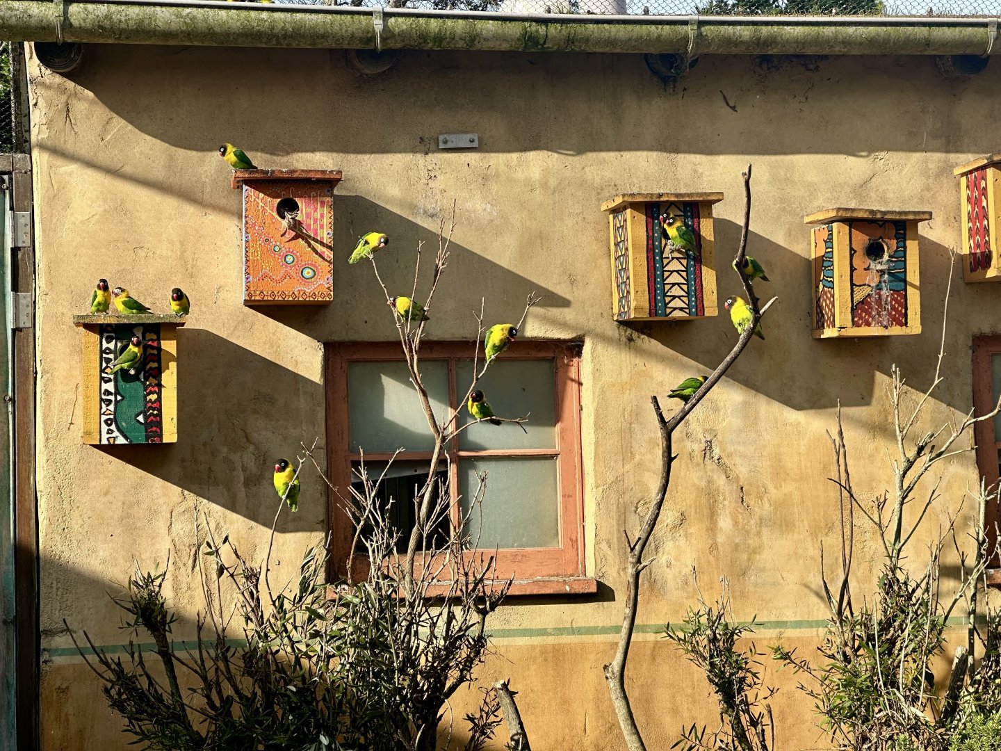 Masked lovebird (Agapornis personatus)