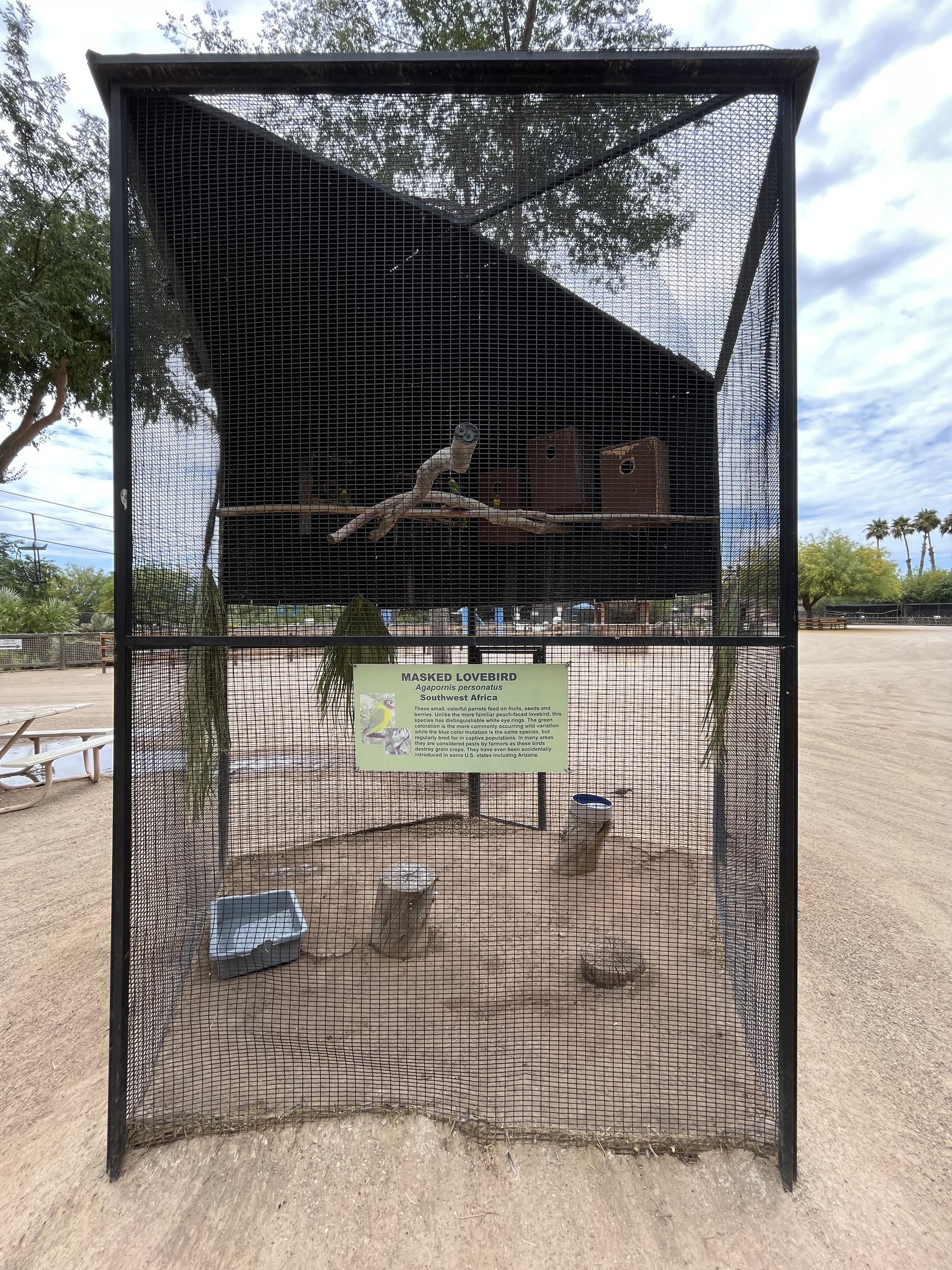 Masked Lovebird Aviary