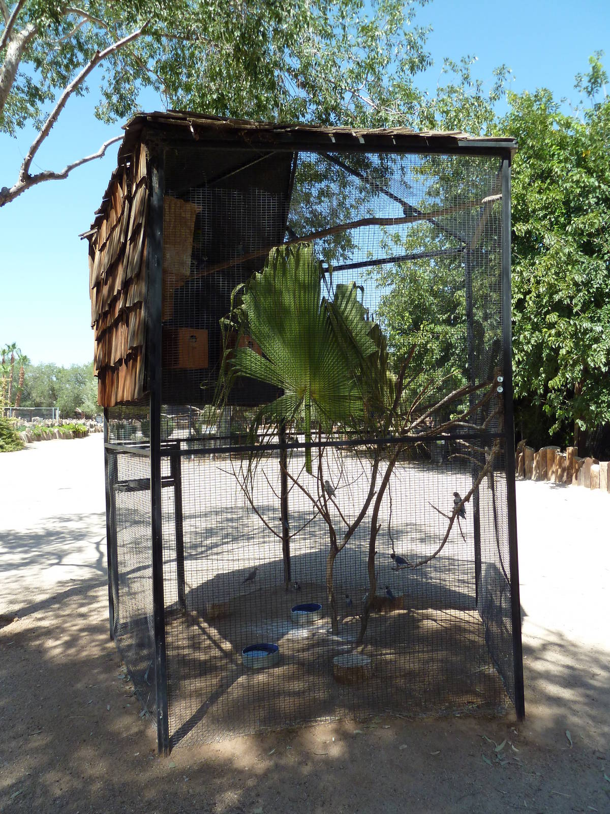 Masked Lovebird Exhibit