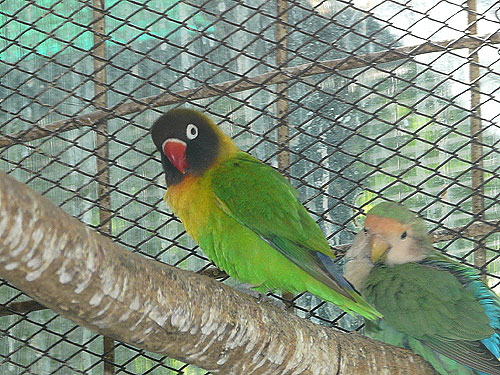 Masked Lovebird in Kishinev Zoo
