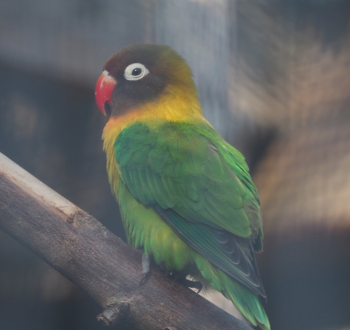 Masked lovebird or Yellow-collared lovebird (Agapornis personatus), 2020-09-12