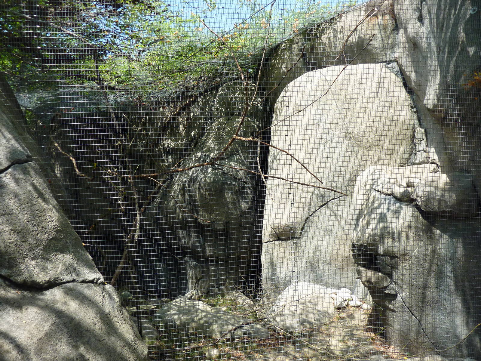 Masked Lovebird/Rock Hyrax Exhibit