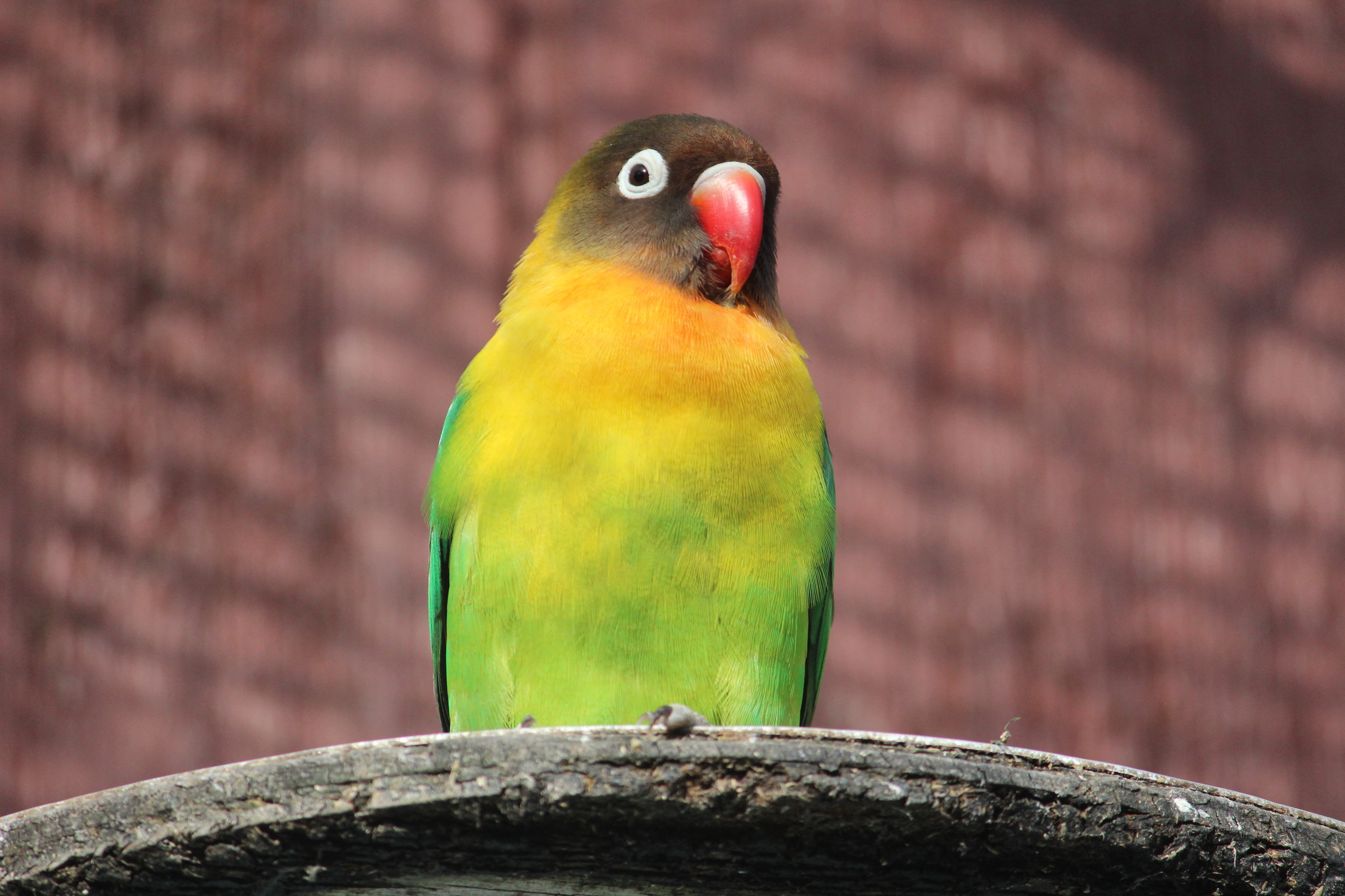 Masked Lovebird, Virginia Lake Aviary