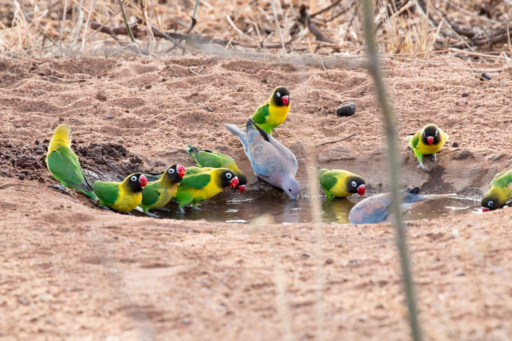 Masked Lovebirds and Laughing Dove