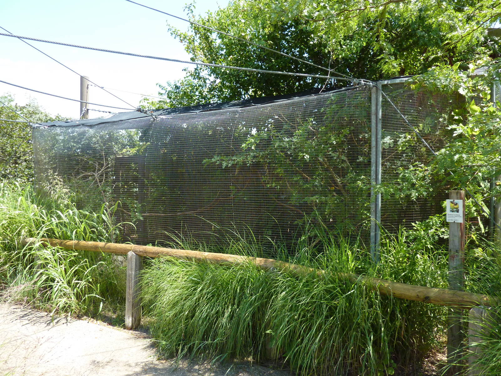 Masked Lovebirds Aviary