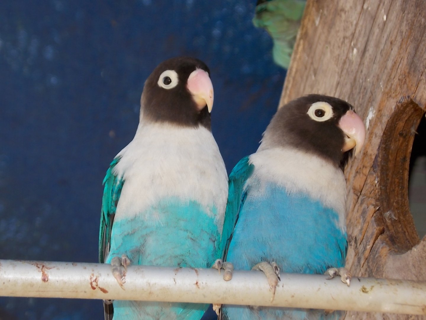 Masked lovebirds (blue color mutation)