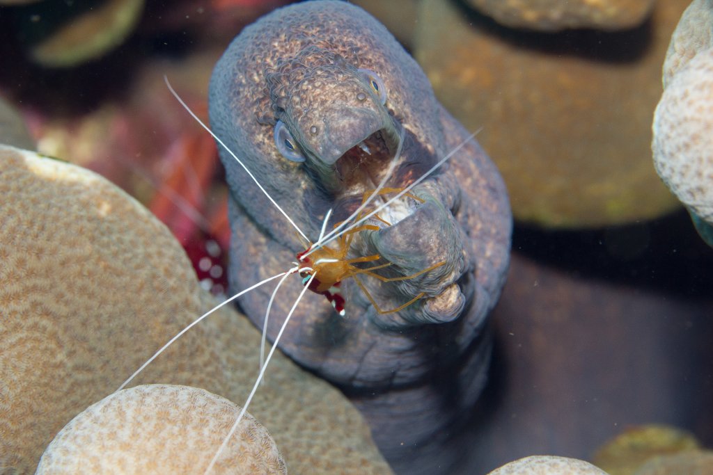 Masked Moray and Ambon Cleaner Shrimp