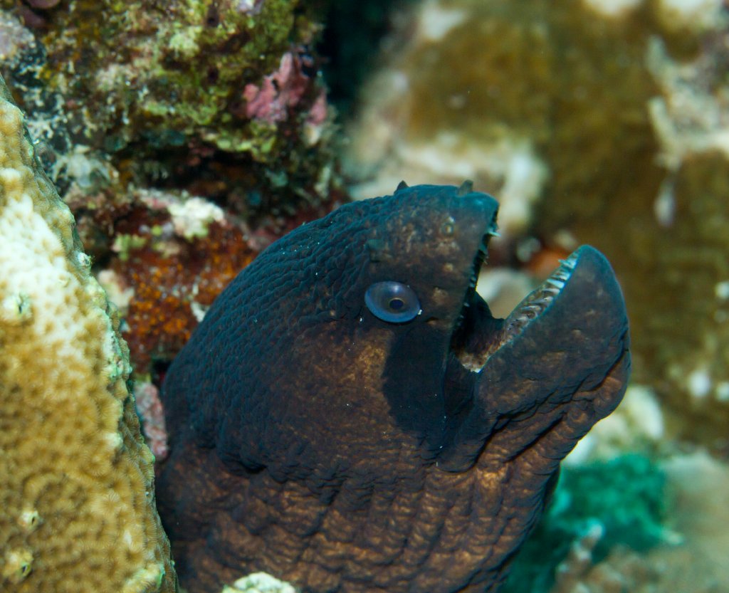 Masked Moray