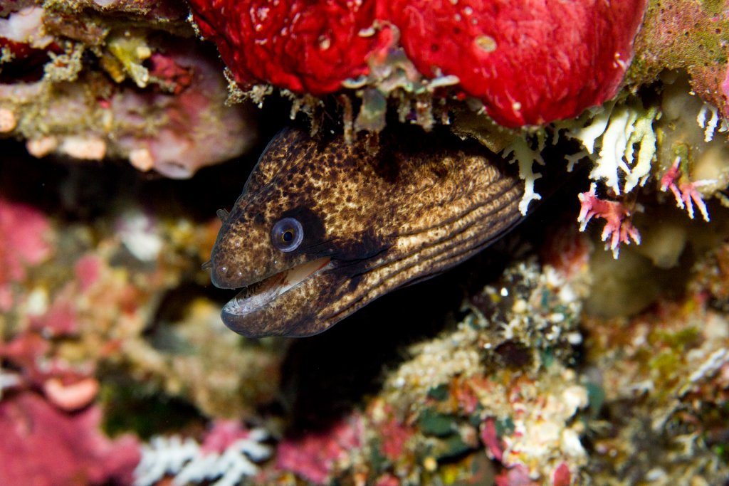 Masked Moray