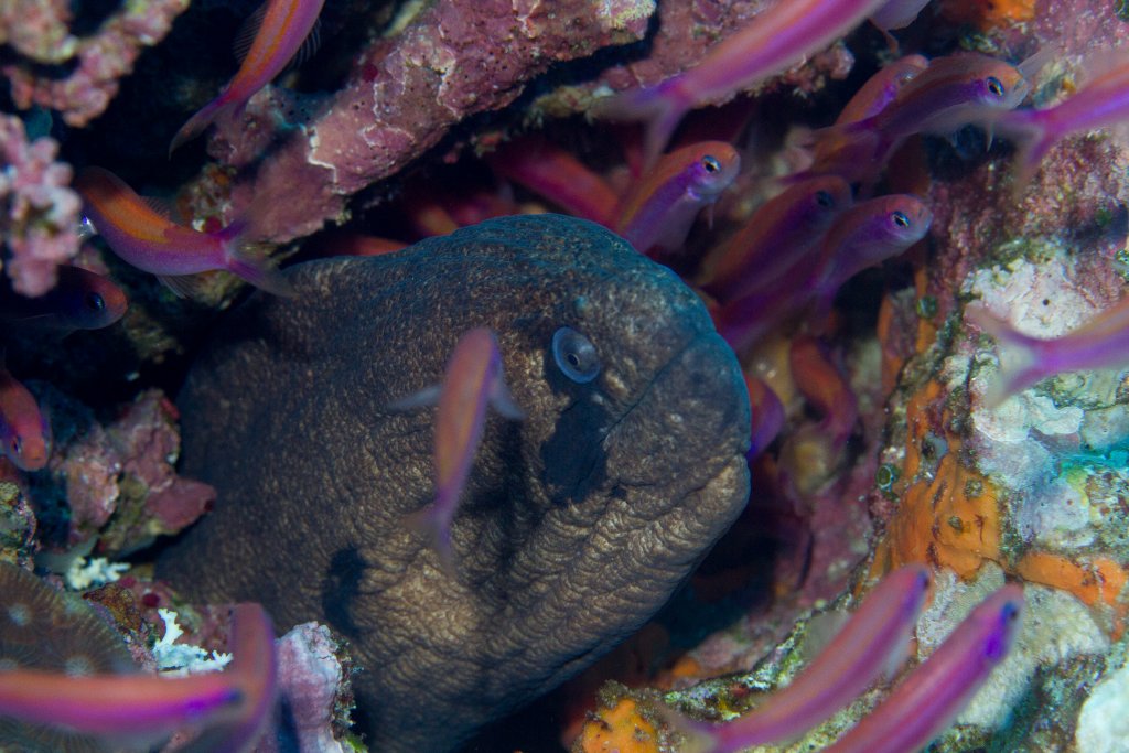 Masked Moray