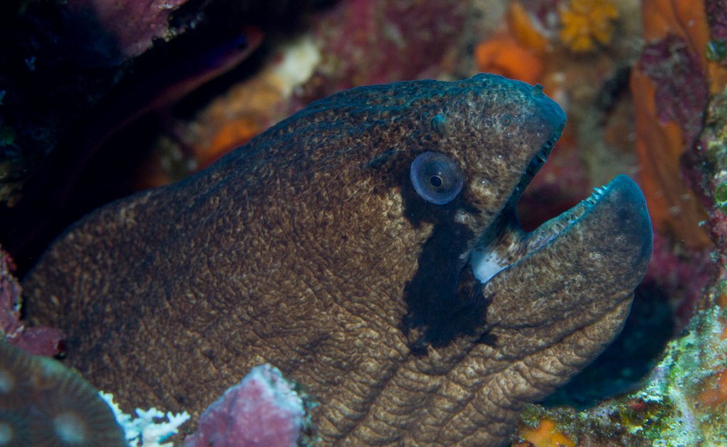 Masked Moray