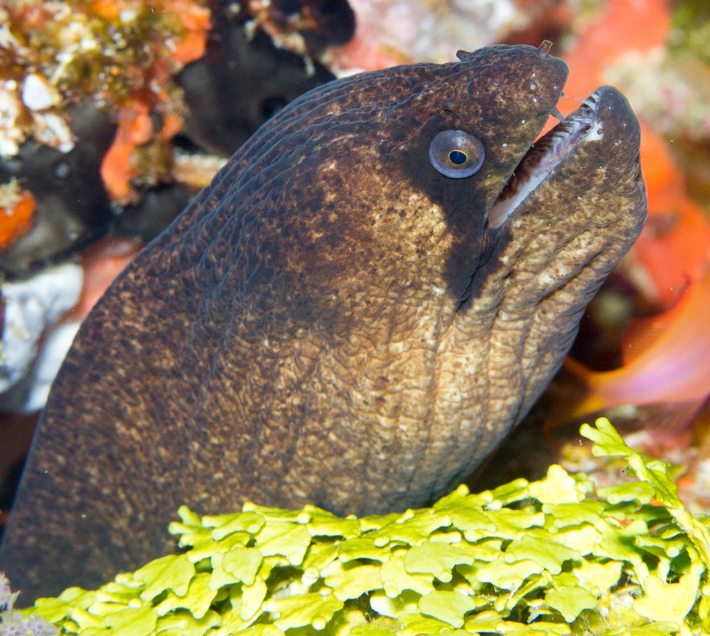 Masked Moray