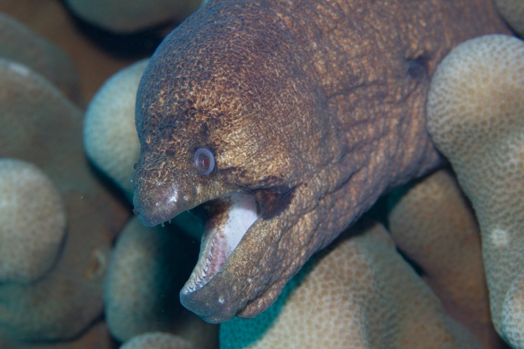 Masked Moray