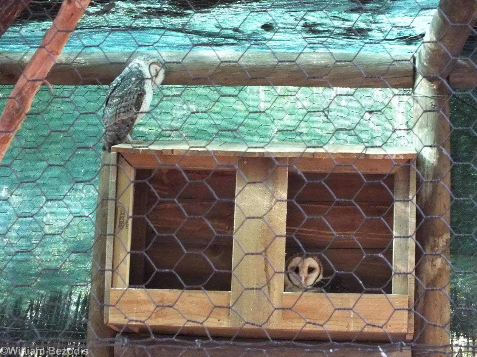 Masked Owl - Caversham Wildlife Park