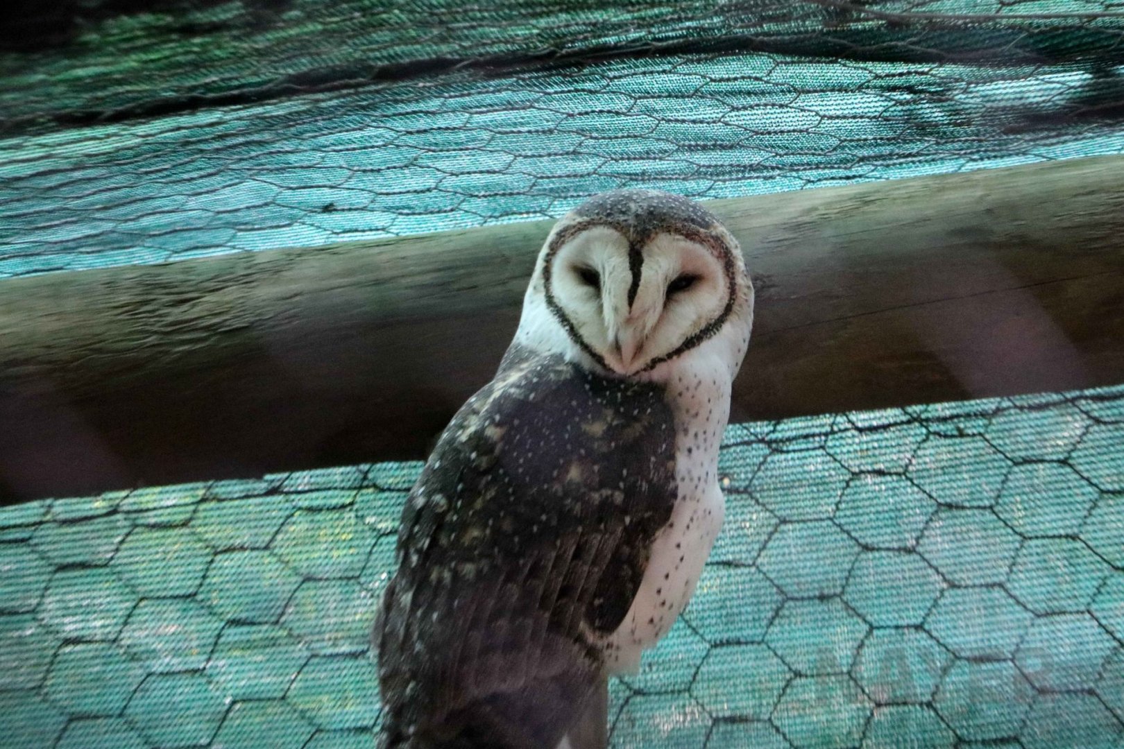 Masked owl, June 2016