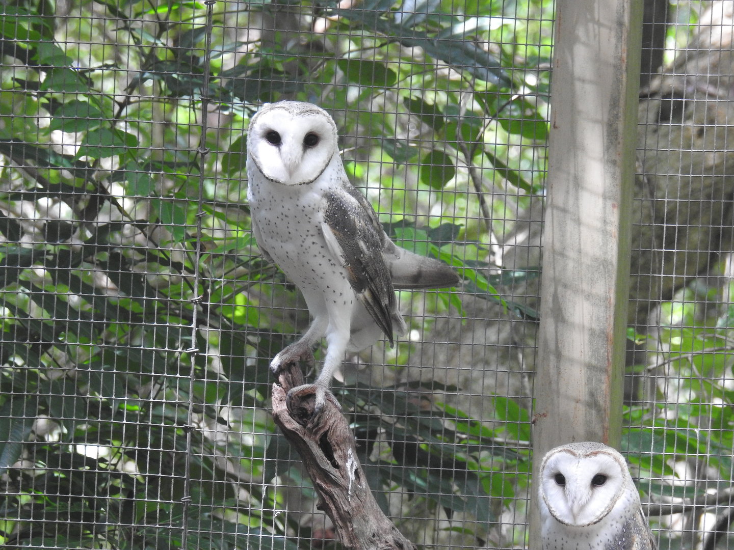 Masked Owl (Tiwi Islands) and Barn Owl