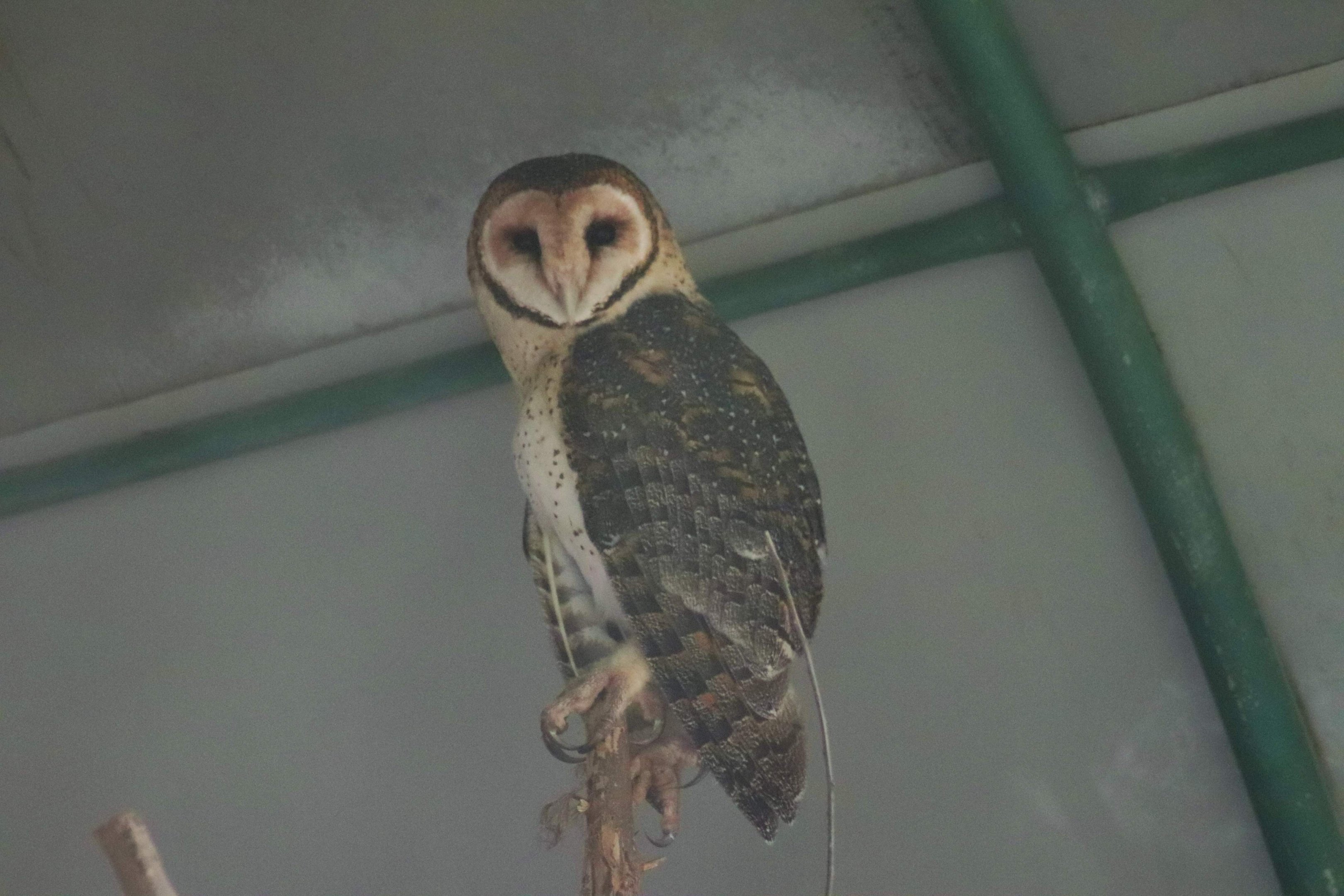 Masked Owl (Tyto novaehollandiae)