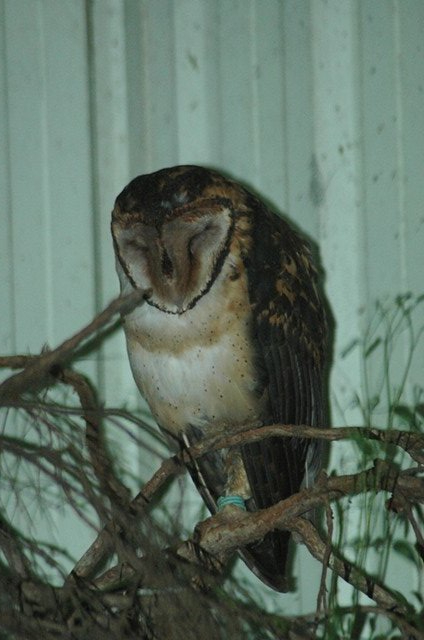 Masked Owl