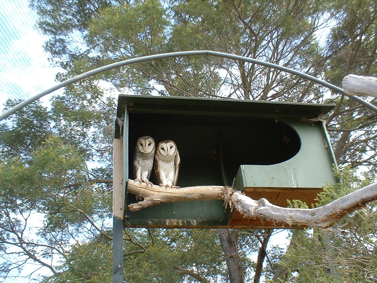 Masked Owls at Moonlit Sanctuary
