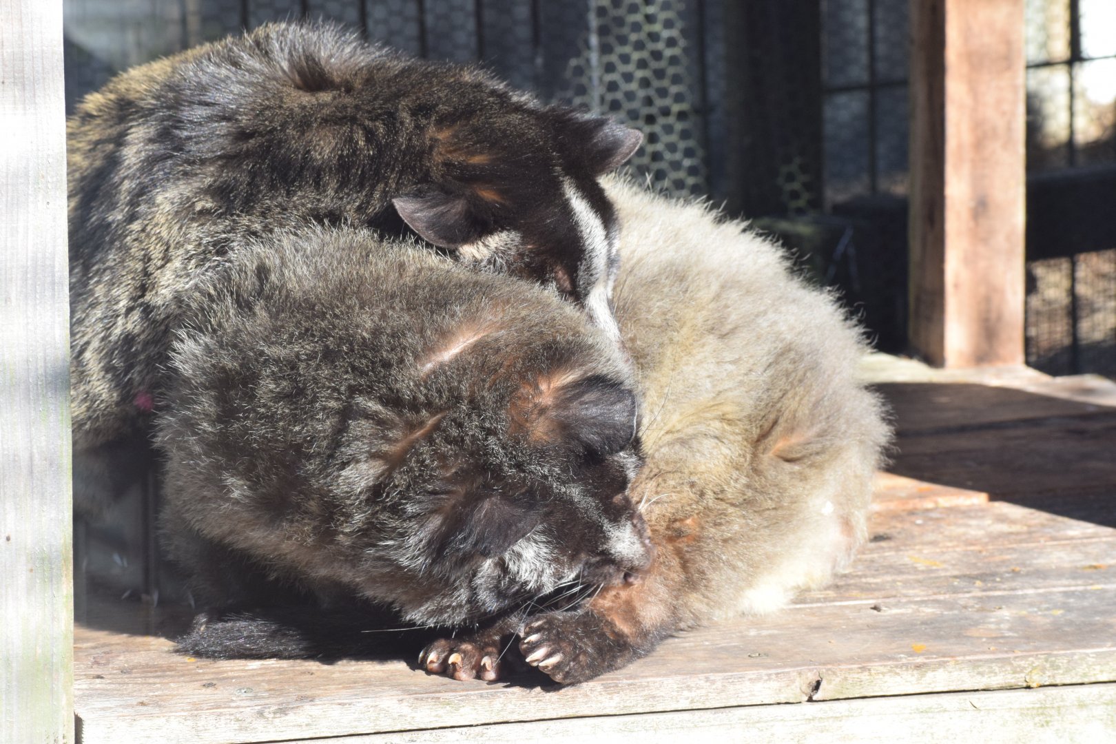 Masked palm civer - Toyohashi Zoo