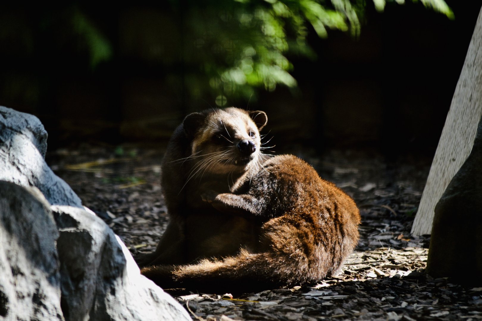 Masked Palm Civert - September 2020