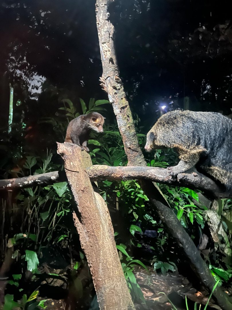 Masked Palm Civet and Binturong