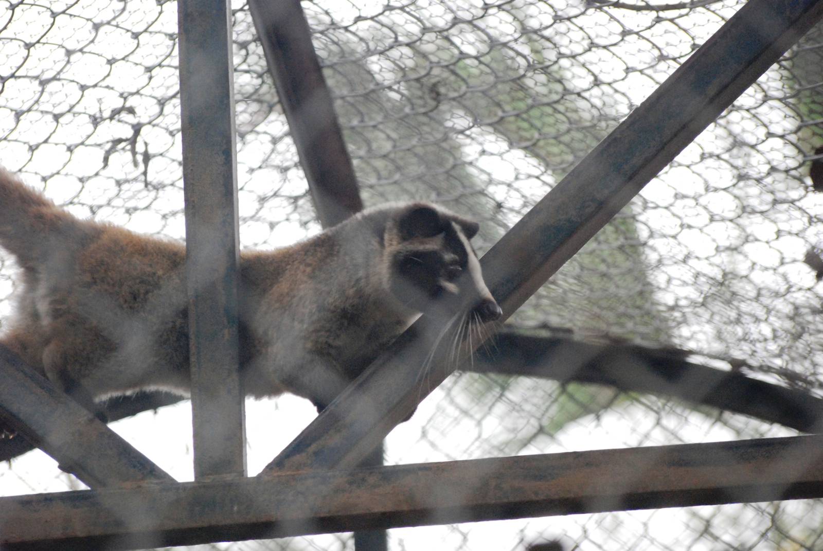 Masked Palm Civet at Hanoi Zoo, 15/03/12