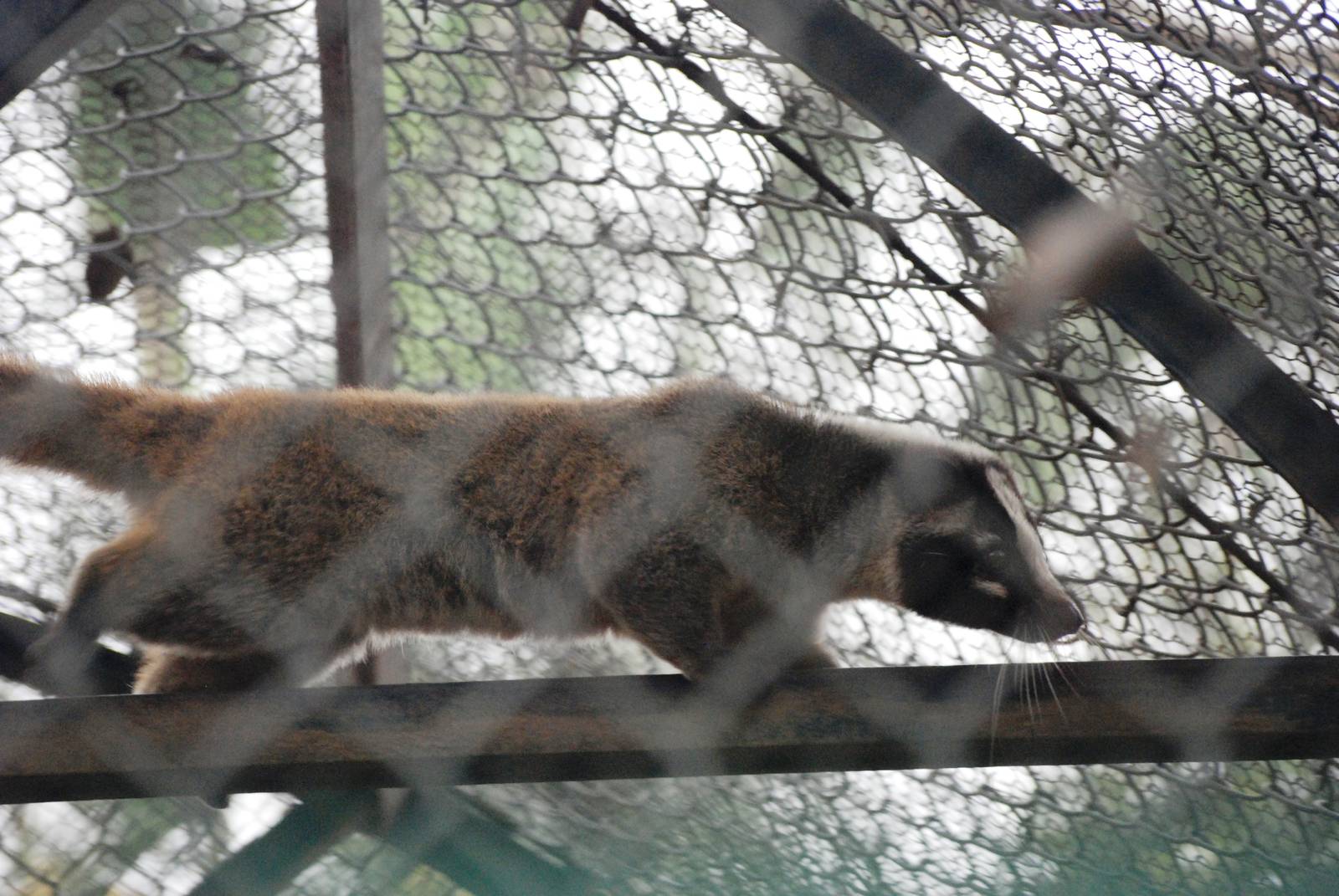 Masked Palm Civet at Hanoi Zoo, 15/03/12
