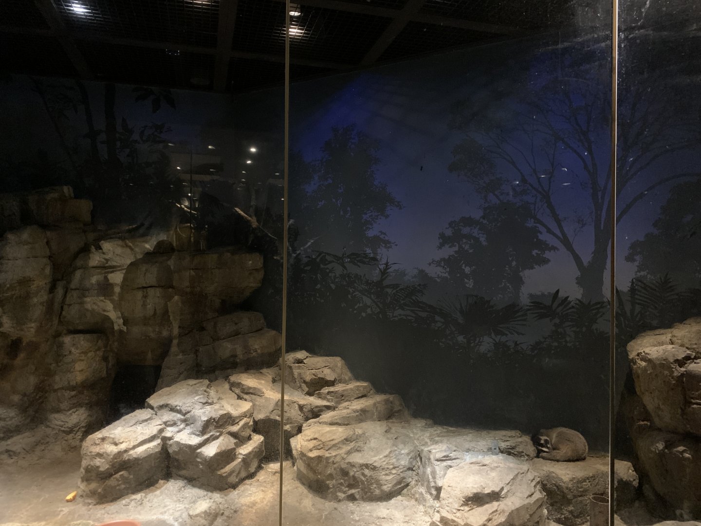 Masked Palm Civet Enclosure