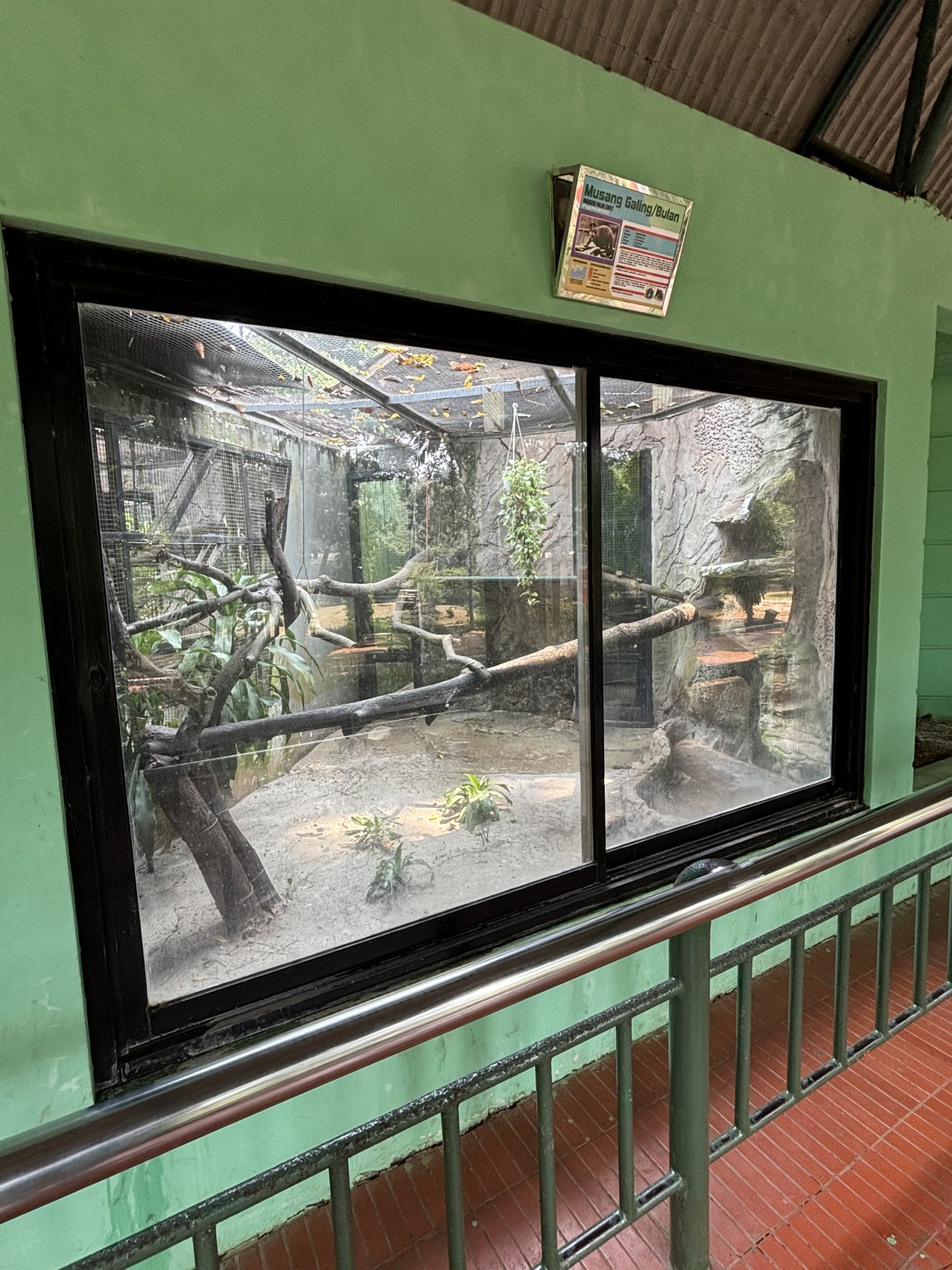 Masked Palm Civet Exhibit #1