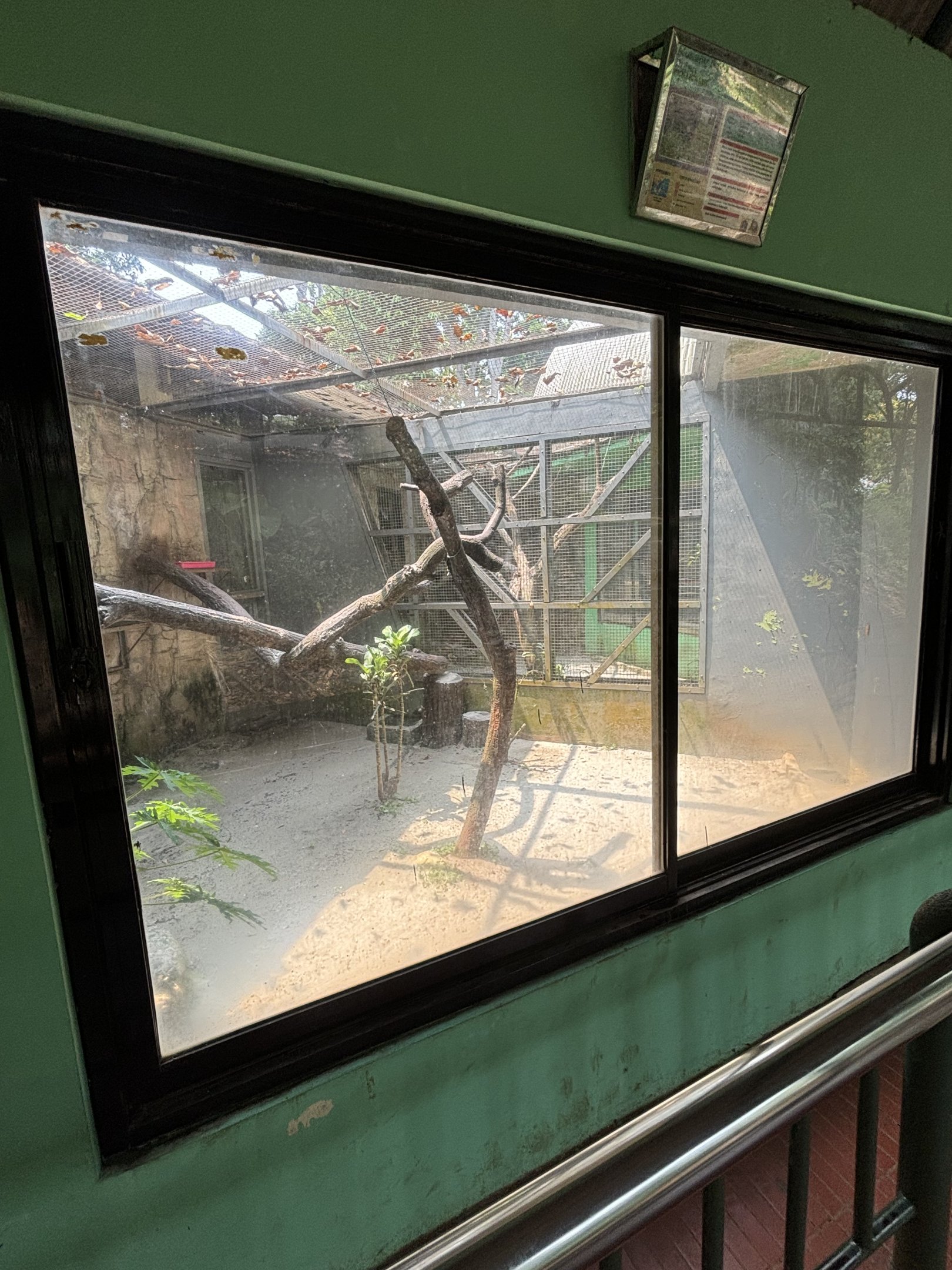 Masked Palm Civet Exhibit #2