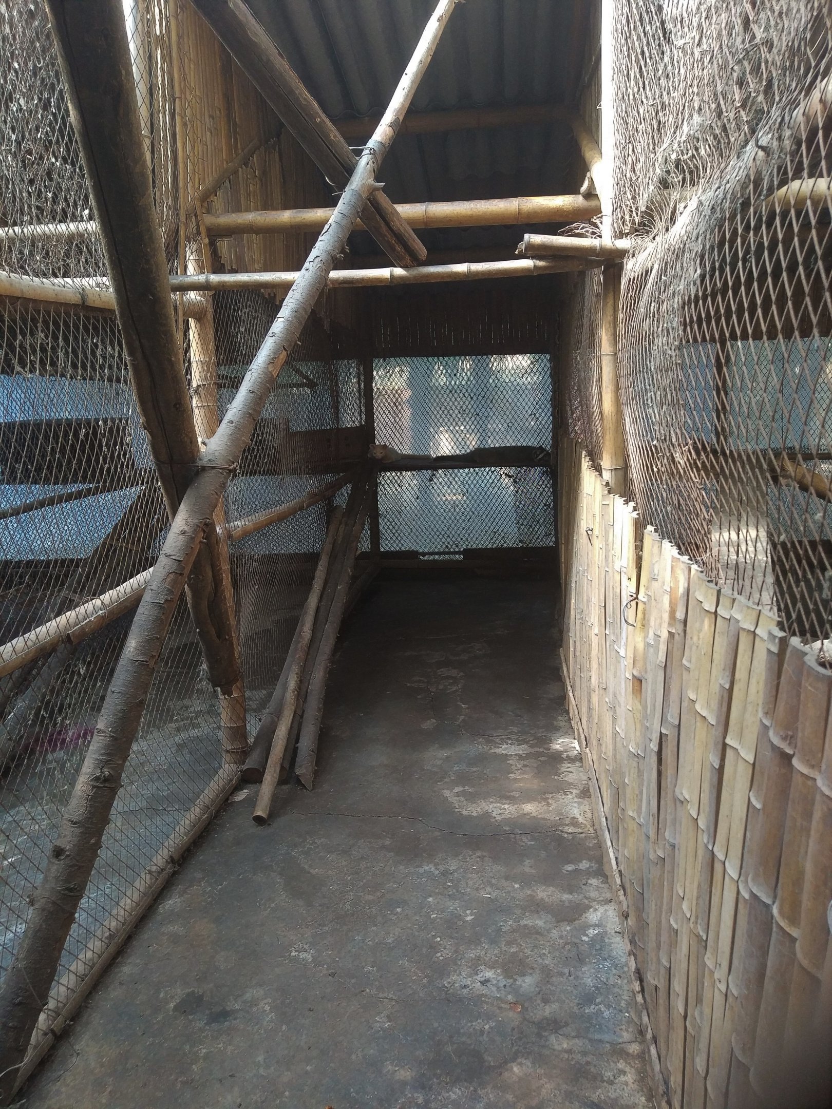 Masked Palm Civet Exhibit