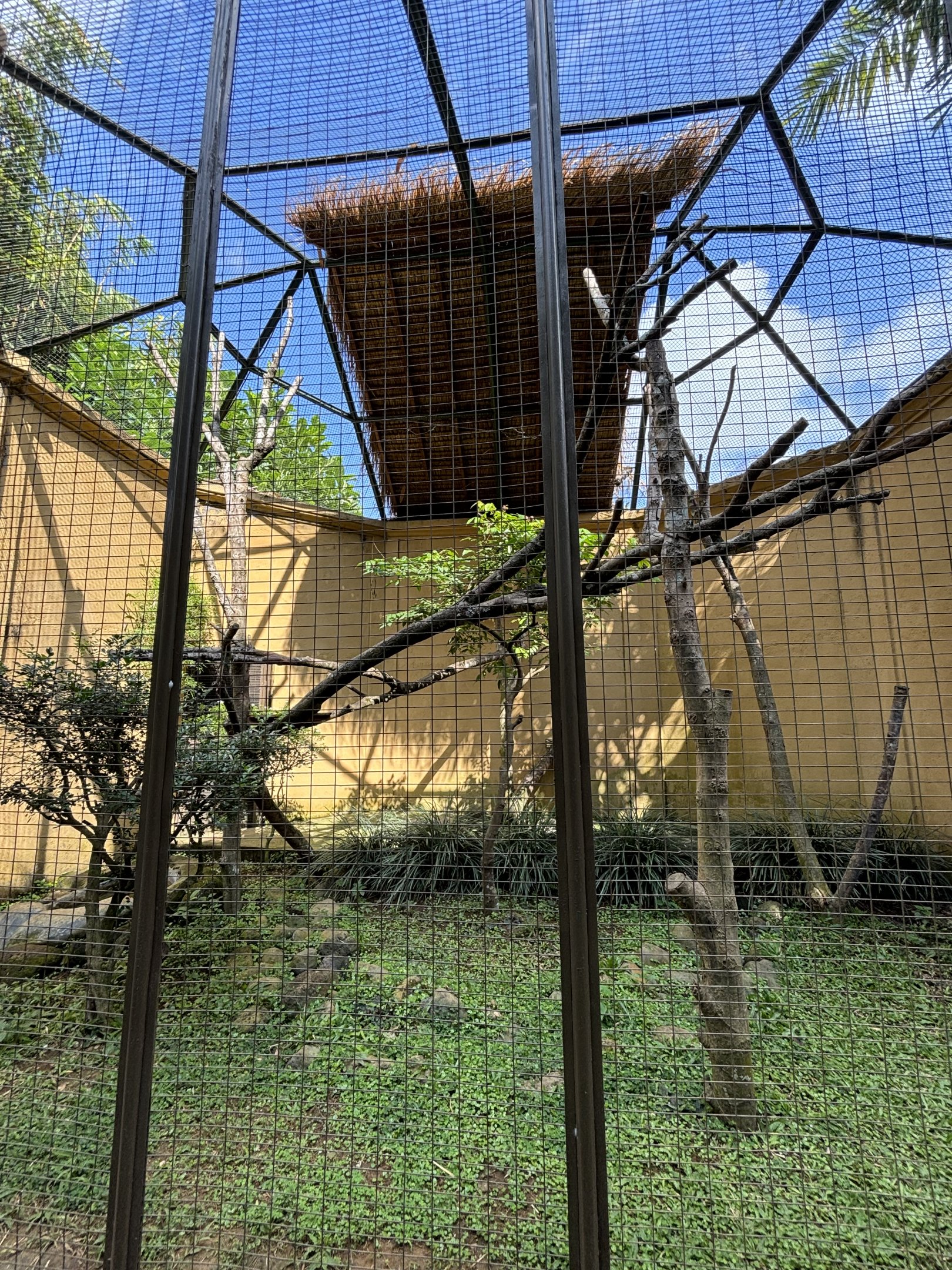 Masked Palm Civet Exhibit