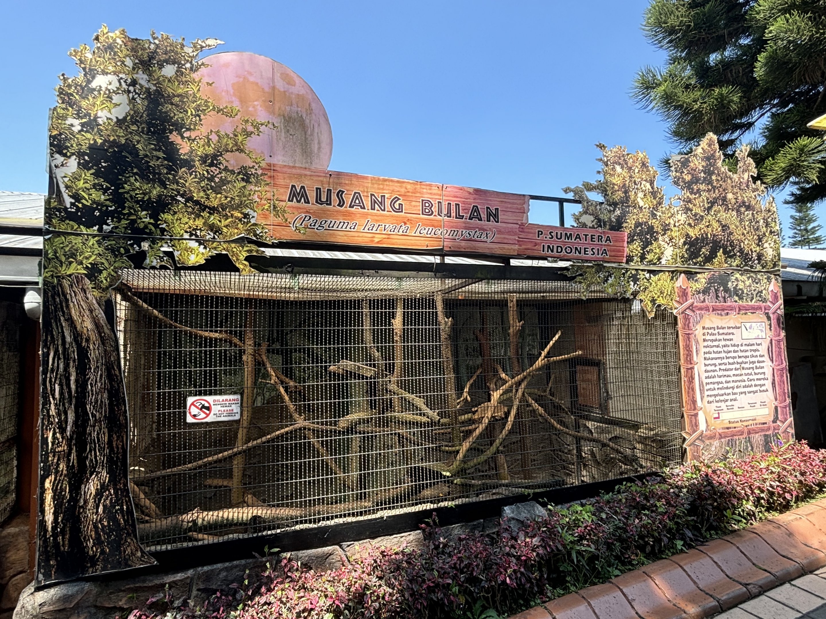 Masked Palm Civet Exhibit