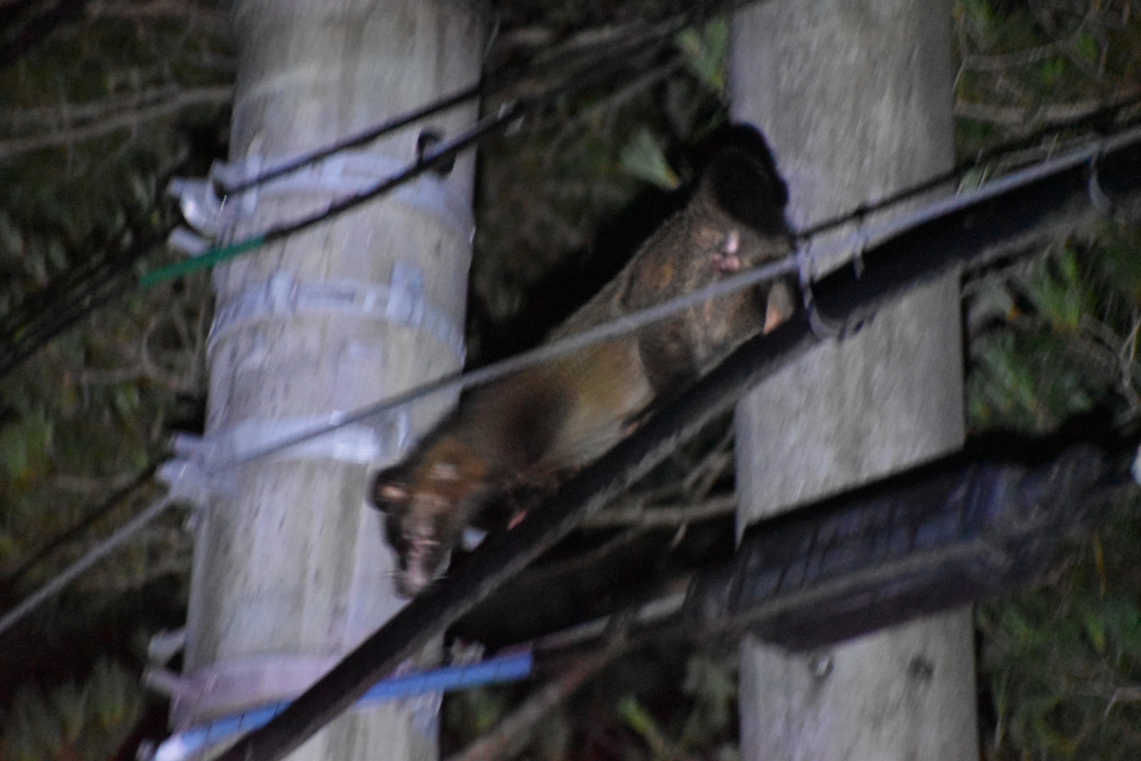 Masked Palm Civet ~ Hakuba