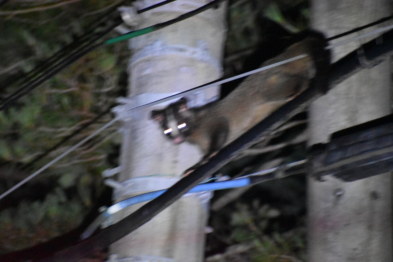 Masked Palm Civet ~ Hakuba