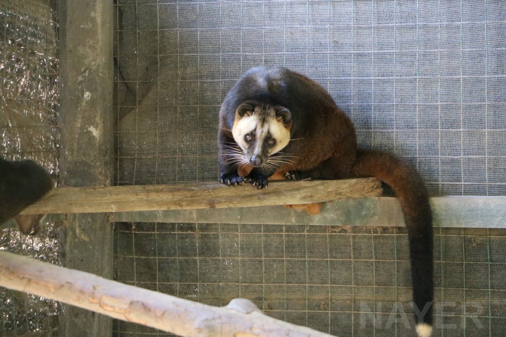 Masked palm civet, June 2016